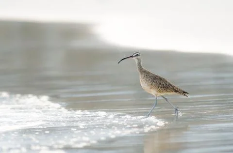 Whimbrel Stock Photos