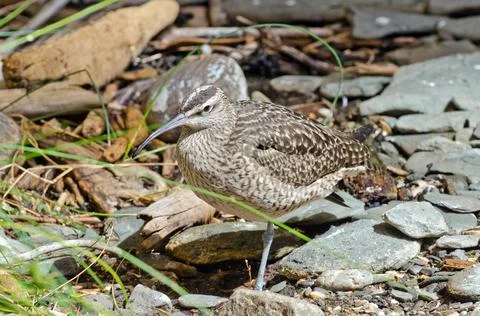 Whimbrel Stock Photos