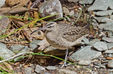 Whimbrel Stock Photos