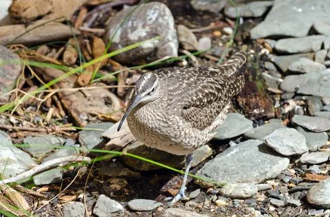 Whimbrel Foto stock