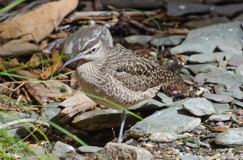 Whimbrel Stock Photos