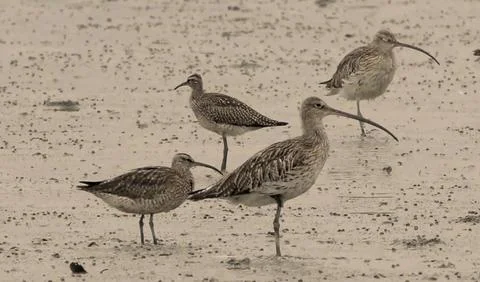 Whimbrel Stock Photos