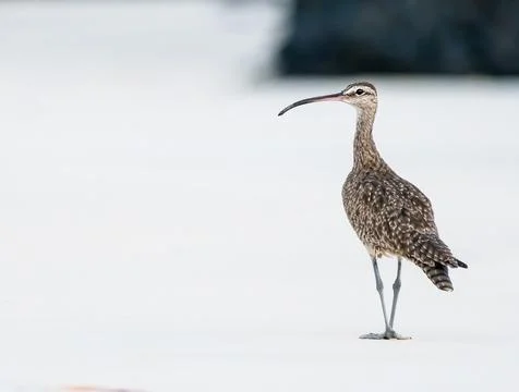 Whimbrel taking a stroll on the beach Stock Photos