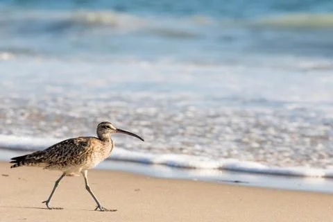 Whimbrel Walking on the Beach Stock Photos