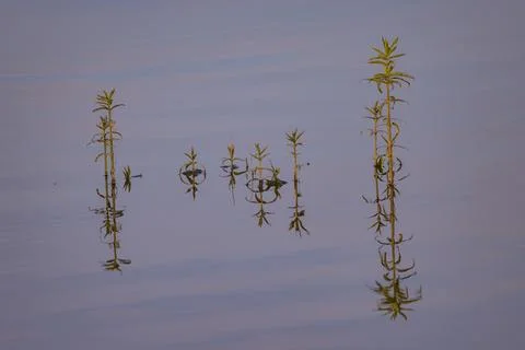 Whimsical patterns of reflection of shadows in the water with stems of plants 库存照片