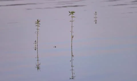 Whimsical patterns of reflection of shadows in the water with stems of plants 库存照片