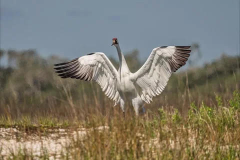 Whimsical White Crane in Flight Stockbeeldmateriaal 348231909