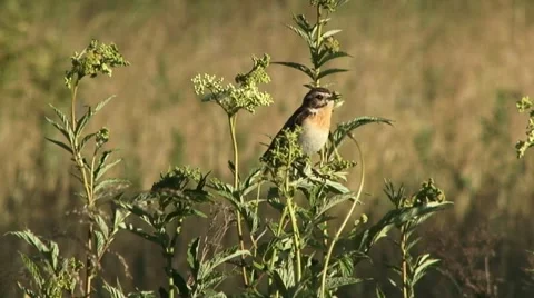 Whinchat Stock Footage 18189923