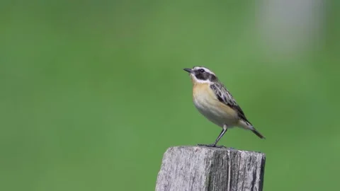 Whinchat Stock Footage 225466621