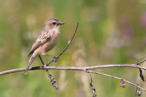 Whinchat 库存照片
