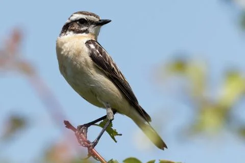 Whinchat Stock Photos