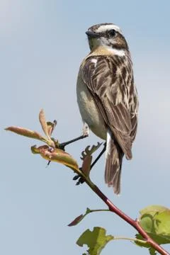 Whinchat Stock Photos