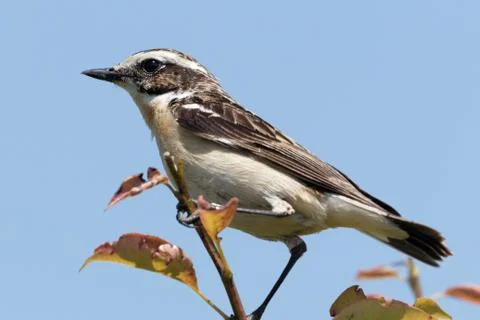 Whinchat Stock Photos