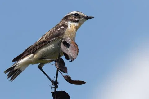Whinchat Stock Photos