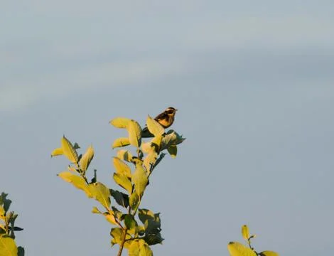 Whinchat Stock Photos