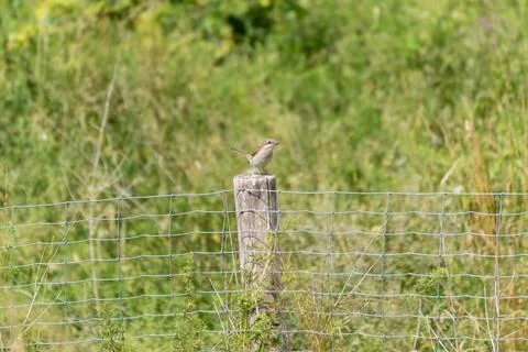Whinchat on Post. Stock Photos