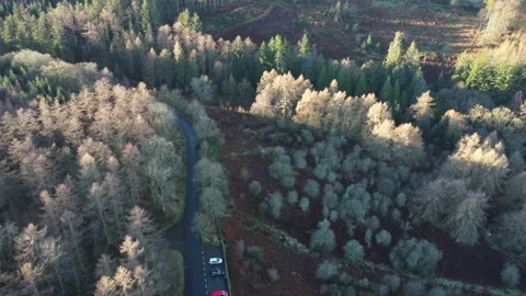 Whinlatter Forest Stock Footage 214734009