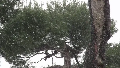 Whinter snow Stock Footage 95527802