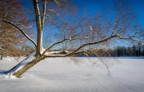 Whinter tree at lake 写真素材