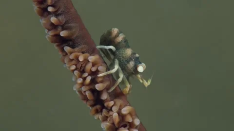 A Whip Coral Shrimp flexing on a wire coral 60fps Vidéo 338036069