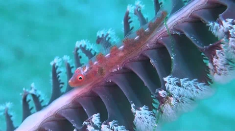 Whip Goby Stock Footage 52322200