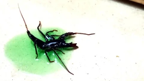 Whip Scorpion Attempting to Walk on Dish Soap Liquid — Horizontal Close Up 库存影片 340888571