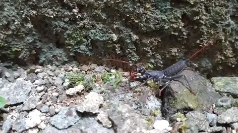 The whip scorpion Stock Footage 246994403