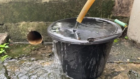 Whip Scorpion Stock Footage 321392681