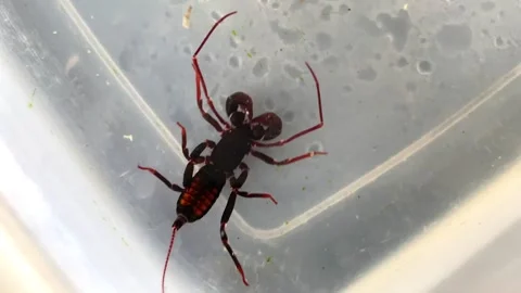 Whip Scorpion Stock Footage 321446054