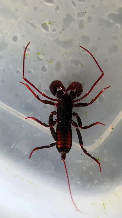 Whip Scorpion Stock Footage 321446084