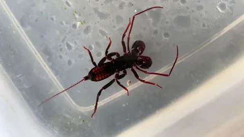 Whip Scorpion Stock Footage 321446085