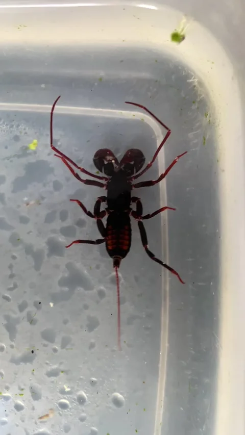 Whip Scorpion Stock Footage 321446086