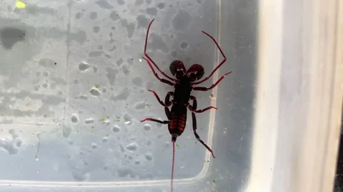 Whip Scorpion Stock Footage 321446114