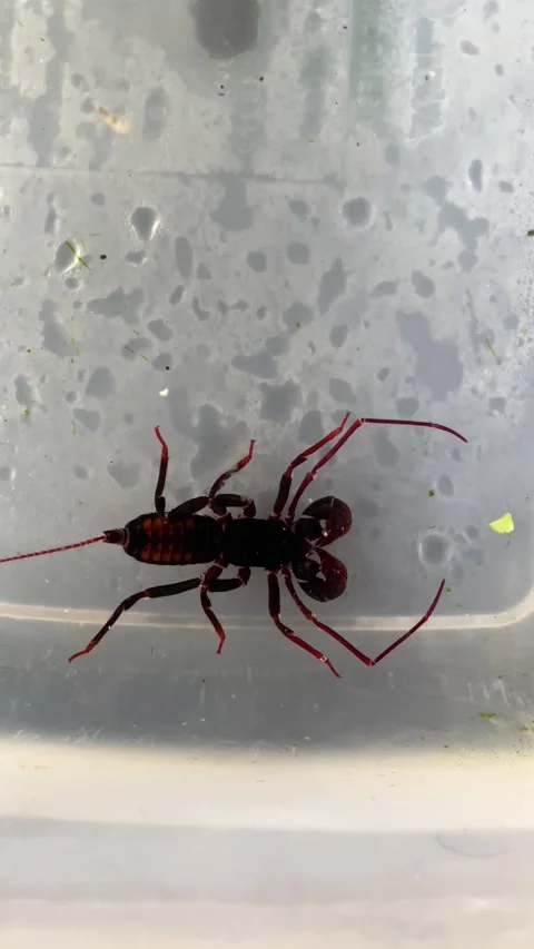 Whip Scorpion Stock Footage 321446116