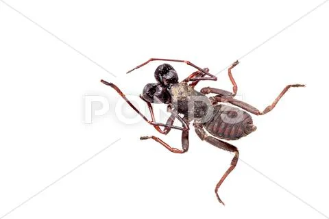 Whip scorpion isolated on white. Stock Photos