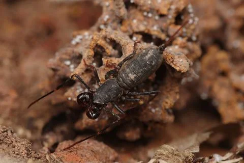 Whip scorpion. Stock Photos