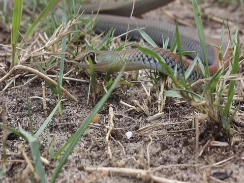 WHIP SNAKE Stock Footage 100577194