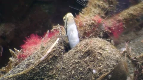Whipfin snake eel peeks out from its den in Anilao, Philippines Stock Footage 337496002