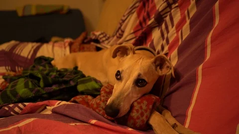 Whippet, 4K Stock-Footage 125046888