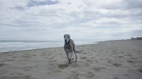 Whippet on the beach running towards the camera Stock Footage 341325687