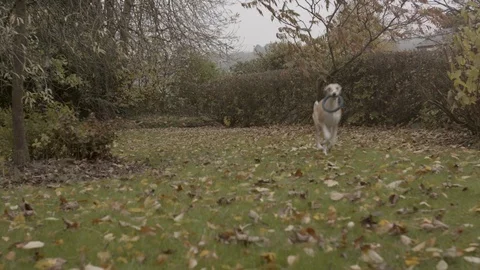 Whippet dog playing outside - Graded Stock Footage 101700407