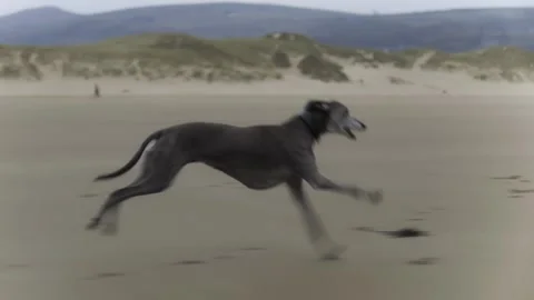 Whippet dog running on the beach in winter Video stock 309097403