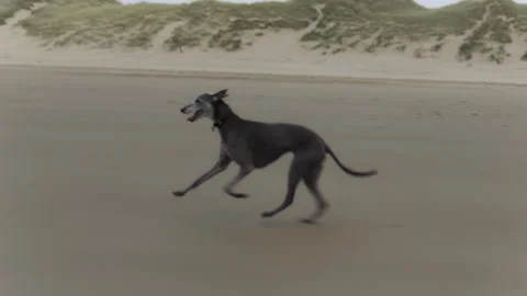 Whippet dog running fast on the beach in winter Video stock 309097380