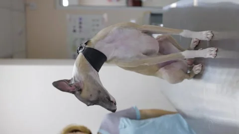 A whippet dog sits on a table in a veterinary clinic Stock Footage 236906902