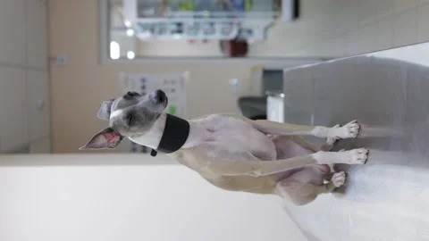 A whippet dog sits on a table in a veterinary clinic Stock Footage 236906906