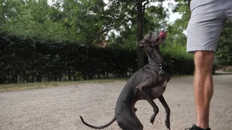 Whippet dog spin around for a treat, Stock Video Pond5