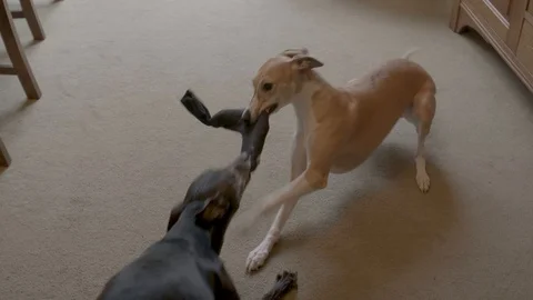 Whippet dogs playing inside - Graded Stock Footage 101700576