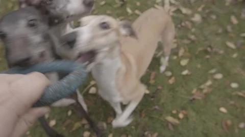 Whippet dogs playing outside with a ring chew toy - ungraded Stock Footage 101700877