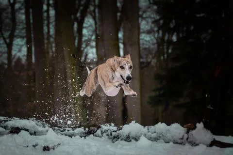 Whippet in jump Stock Photos