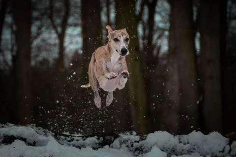 Whippet in jump Stock Photos